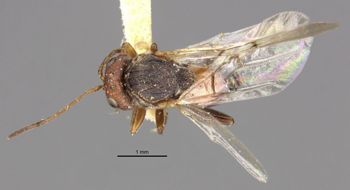 Media type: image;   Entomology 13898 Aspect: habitus dorsal view